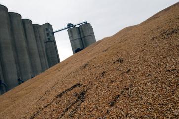 В Аргентине экспортёрам разрешили задерживать поставки пшеницы